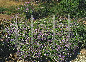 Picture of Scaevola albida 