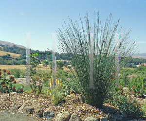 Picture of Thamnochortus insignis 