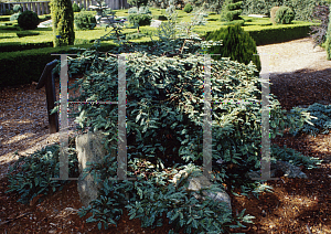 Picture of Sequoia sempervirens 'Prostrata'