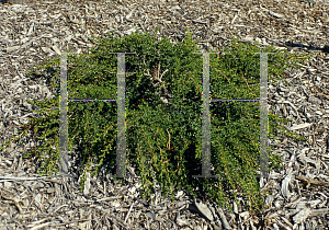 Picture of Leptospermum continentale 'Horizontalis'