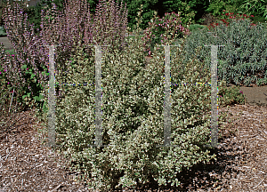 Picture of Rhamnus alaternus 'Argenteovariegatus'