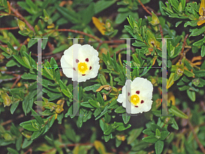 Picture of Cistus ladanifer 