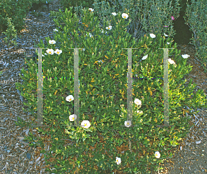 Picture of Cistus ladanifer 