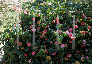Picture of Camellia japonica 'Grandiflora Rosea'
