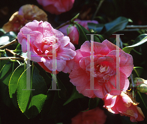 Picture of Camellia japonica 'Grandiflora Rosea'