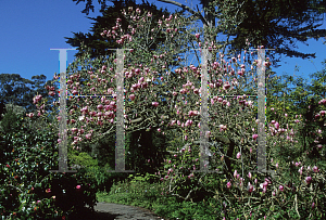 Picture of Magnolia x soulangiana 'Rustica Rubra'