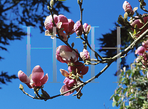 Picture of Magnolia x soulangiana 'Rustica Rubra'