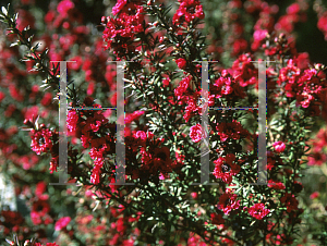 Picture of Leptospermum scoparium 'Crimson Glory'