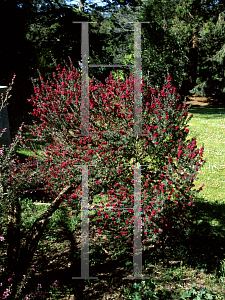 Picture of Leptospermum scoparium 'Crimson Glory'