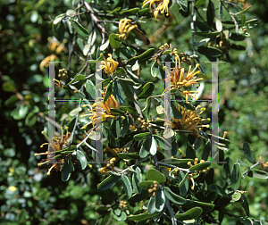 Picture of Grevillea x 'Poorinda Golden Lyre'