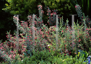 Picture of Grevillea lavandulacea 'Penola'