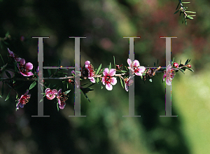 Picture of Leptospermum scoparium 'Helen Strybing'