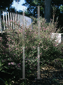 Picture of Leptospermum scoparium 'Helen Strybing'