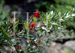 Picture of Grevillea x 'Oleoides x  Shiressii'