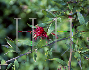 Picture of Grevillea x 'Oleoides x  Shiressii'