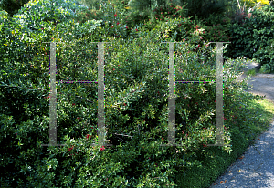 Picture of Grevillea x 'Oleoides x  Shiressii'