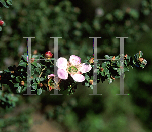 Picture of Leptospermum rotundifolium 