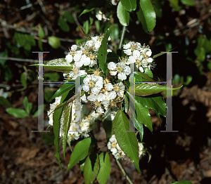 Picture of Pyrus pashia 