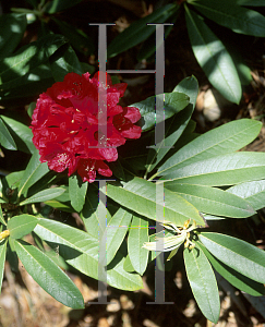 Picture of Rhododendron arboreum ssp. arboreum 