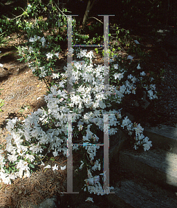 Picture of Rhododendron formosum ssp. maddenia 