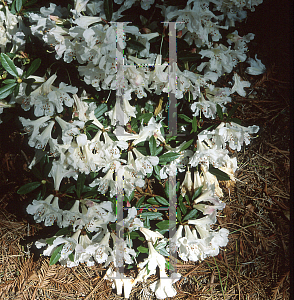 Picture of Rhododendron formosum ssp. maddenia 