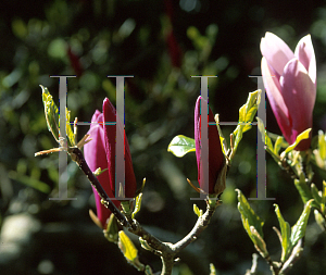 Picture of Magnolia liliiflora 