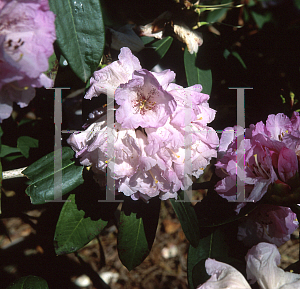 Picture of Rhododendron campanulatum ssp. campanulatum 