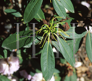 Picture of Rhododendron campanulatum ssp. campanulatum 