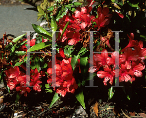 Picture of Rhododendron x 'NE Plus Ultra'