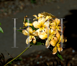 Picture of Rhododendron macgregoriae 