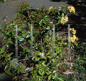Picture of Rhododendron macgregoriae 