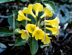 Picture of Rhododendron lanatum x ludlowii 