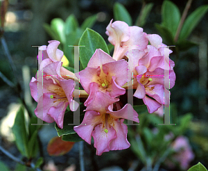 Picture of Rhododendron konori 