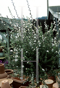 Picture of Leptospermum scoparium 'Snow White'