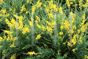 Picture of Genista x spachiana 