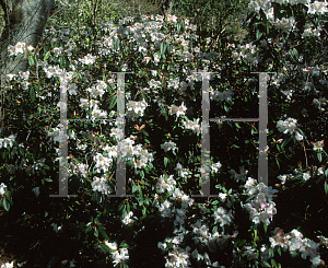 Picture of Rhododendron x 'Else Frye'