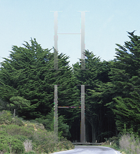 Picture of Cupressus macrocarpa 