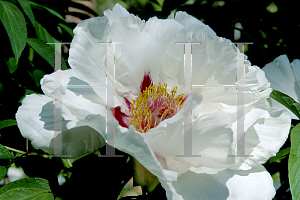 Picture of Paeonia suffruticosa 