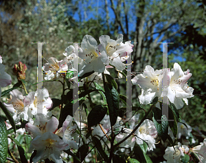 Picture of Rhododendron x 'Else Frye'