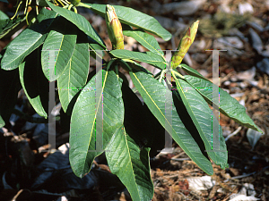 Picture of Rhododendron protistum ssp. grandia 