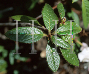 Picture of Rhododendron x 'Else Frye'