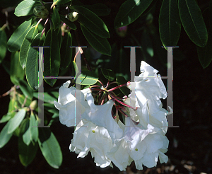 Picture of Rhododendron x 'Looderi King George'