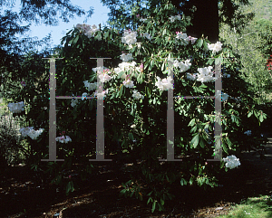 Picture of Rhododendron x 'Looderi King George'