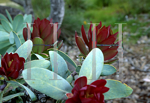 Picture of Protea nitida 