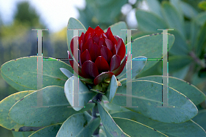 Picture of Protea nitida 