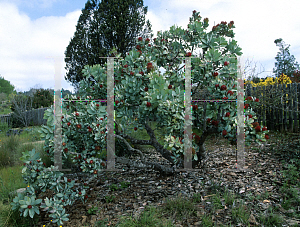 Picture of Protea nitida 