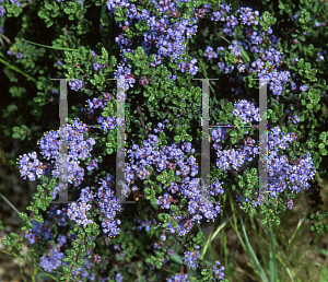 Picture of Ceanothus impressus 'Jondenberg'