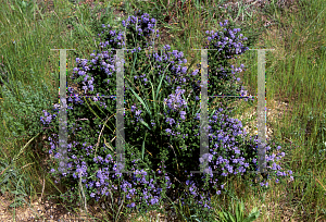 Picture of Ceanothus impressus 'Jondenberg'