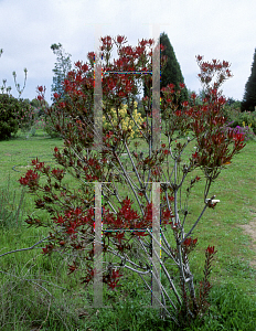 Picture of Leucadendron salignum 
