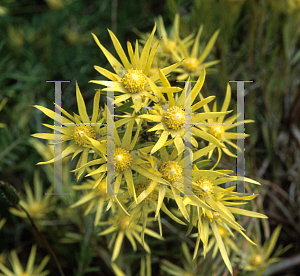 Picture of Leucadendron anthoconus x 